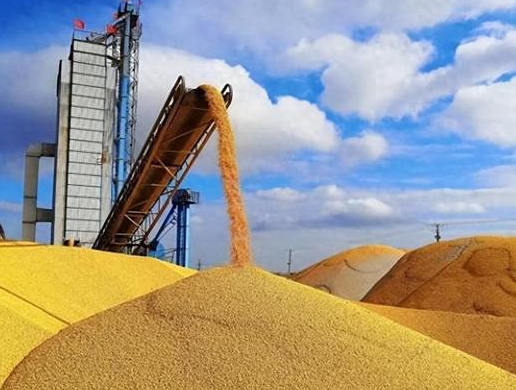 2025年印度稻米产量达到1.5018亿吨 印度高调宣布大米产量超越中国