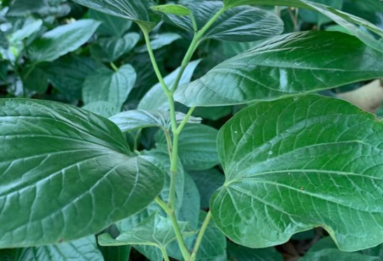 蒌叶的功效与作用有哪些 哪些人不能服用蒌叶 蒌叶的功效与作用有哪些 哪些人不能服用蒌叶