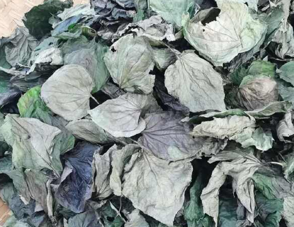 蒌叶的功效与作用有哪些 哪些人不能服用蒌叶 蒌叶的功效与作用有哪些 哪些人不能服用蒌叶