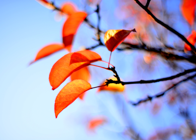 未来几天全国大部气温仍将波动回升，2026年1月为啥又干又暖？