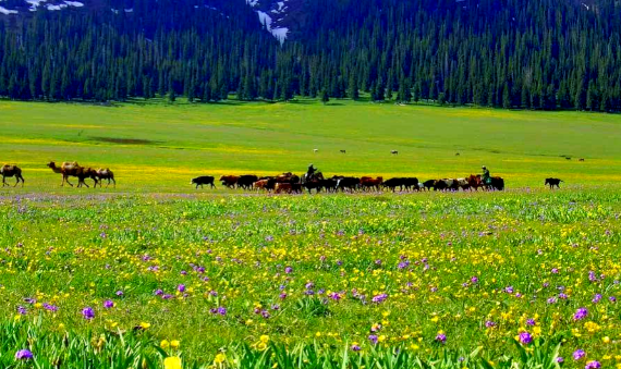 乌鲁木齐市天山山区草原适合什么季节去游玩 乌鲁木齐市天山山区草原有什么特色项目 乌鲁木齐市天山山区草原适合什么季节去游玩 乌鲁木齐市天山山区草原有什么特色项目