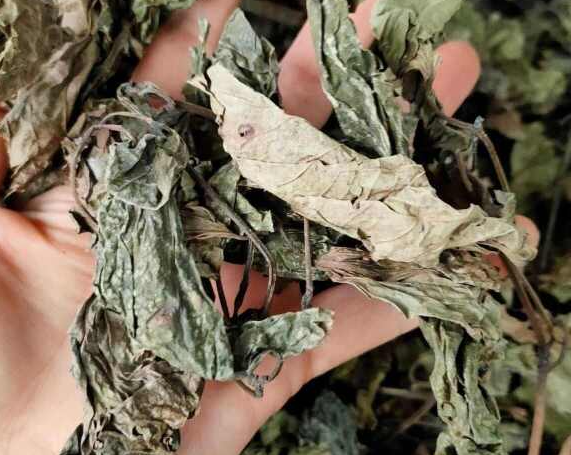 蒌叶的功效与作用有哪些 哪些人不能服用蒌叶 蒌叶的功效与作用有哪些 哪些人不能服用蒌叶