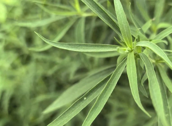 扫帚苗的功效与作用有哪些 小孩子可以食用扫帚苗吗