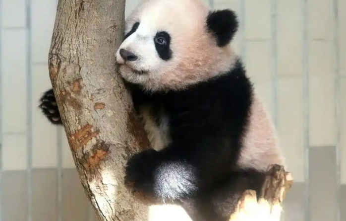 李在明希望再租借一对大熊猫,目前共有4只大熊猫生活在韩国爱宝乐园 李在明希望再租借一对大熊猫,目前共有4只大熊猫生活在韩国爱宝乐园