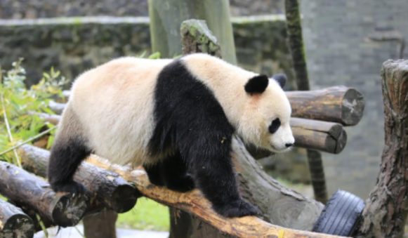 李在明希望再租借一对大熊猫,目前共有4只大熊猫生活在韩国爱宝乐园 李在明希望再租借一对大熊猫,目前共有4只大熊猫生活在韩国爱宝乐园