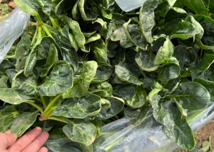 河南趴地菠菜走红，河南田间美味“站”上全网C位