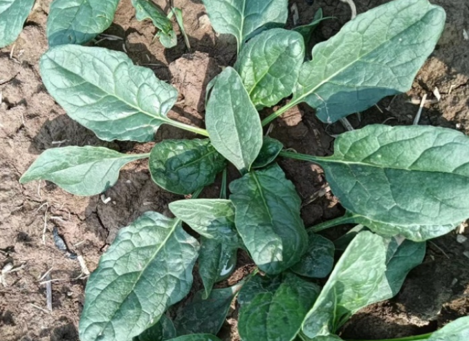 河南趴地菠菜走红，河南田间美味“站”上全网C位