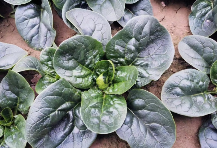 河南趴地菠菜走红，河南田间美味“站”上全网C位