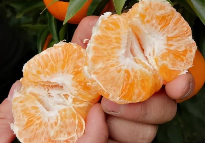 女子网购粑粑柑开箱傻眼 网购一箱粑粑柑结果开出百种丑法