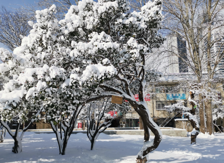 中国这个“雪窝子”你知道吗?烟台威海为啥是雪窝子?