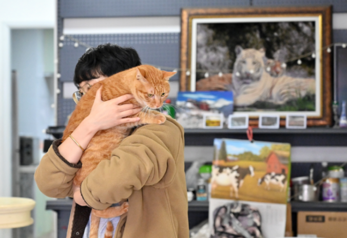 宠物如何过年？2026年宠物春节寄养服务价格与指南！