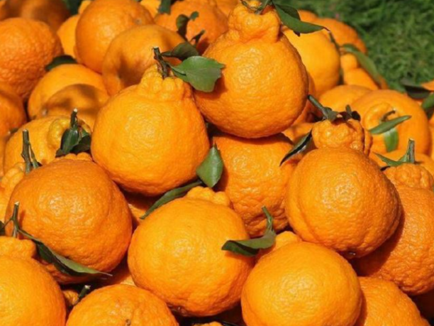 女子网购粑粑柑开箱傻眼 网购一箱粑粑柑结果开出百种丑法