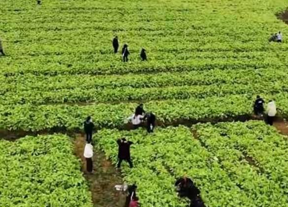 田间“保卫萝卜”出圈记“!保卫萝卜”爆火老板说人比虫都多 田间“保卫萝卜”出圈记“!保卫萝卜”爆火老板说人比虫都多