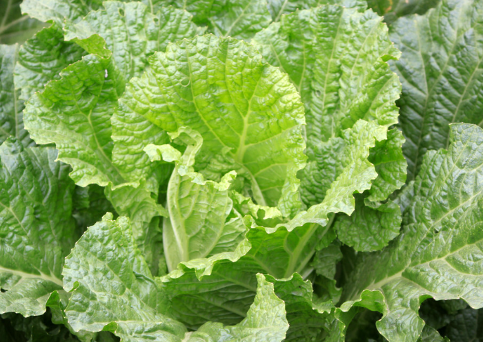 河南本土蔬菜破圈趴地菠菜黄心菜,河南趴地菠菜为啥能火上央视 河南本土蔬菜破圈趴地菠菜黄心菜,河南趴地菠菜为啥能火上央视