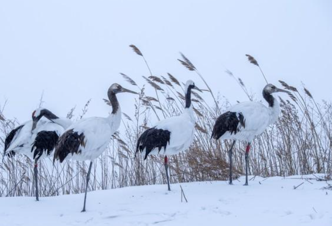 今年三九暖得不像冬天，2026年1月多地将直超20度为什么这么热？