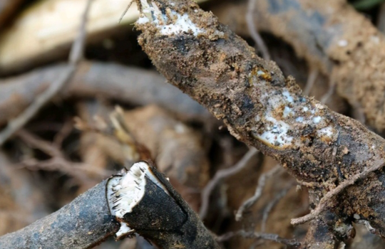 厥根粉热量高不高 厥根粉的功效与作用有哪些