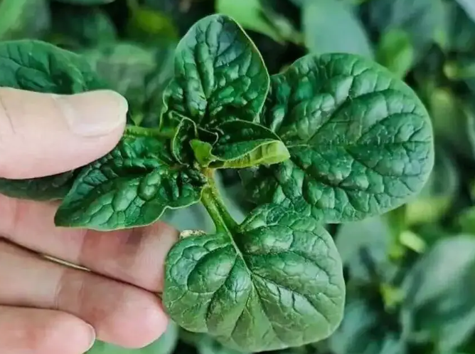 河南本土蔬菜破圈趴地菠菜黄心菜,河南趴地菠菜为啥能火上央视 河南本土蔬菜破圈趴地菠菜黄心菜,河南趴地菠菜为啥能火上央视