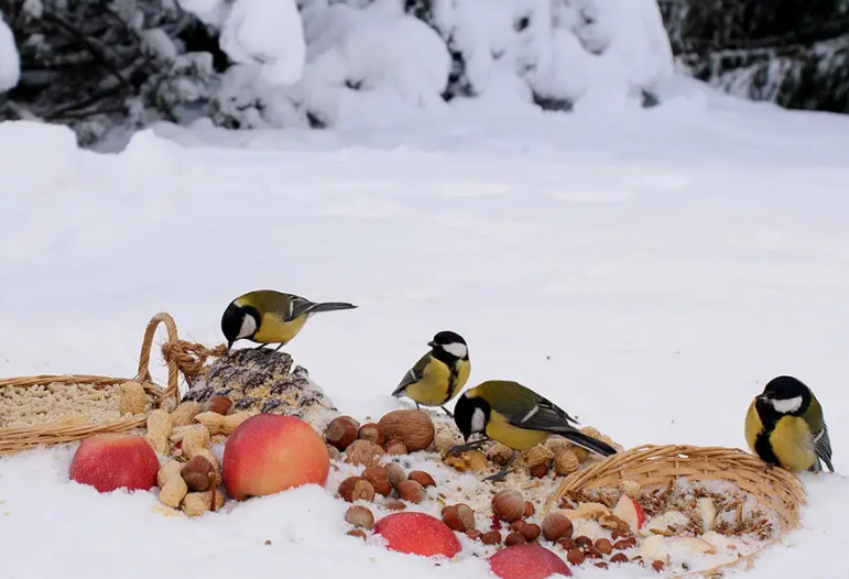 今年三九暖得不像冬天，2026年1月多地将直超20度为什么这么热？