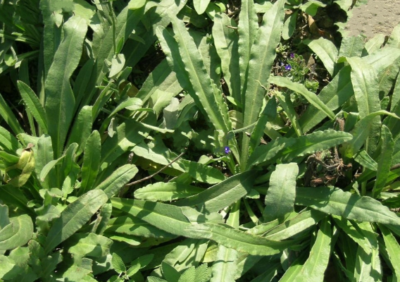 牛舌草的功效与作用有哪些 孕妇可以服用含有牛舌草的中药吗