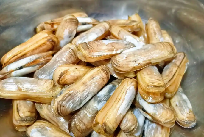 烟台暴雪过后海边全是蛏子，烟台暴雪后海边蛏子多的现象会每年都出现吗?