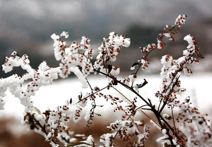 今年“三九”不冷后面还会冷吗?1月17号入四九会冷吗?