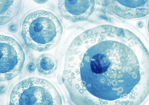 部分脊椎动物肢体可再生机制被揭示 神经嵴细胞可能在再生能力中发挥关键作用