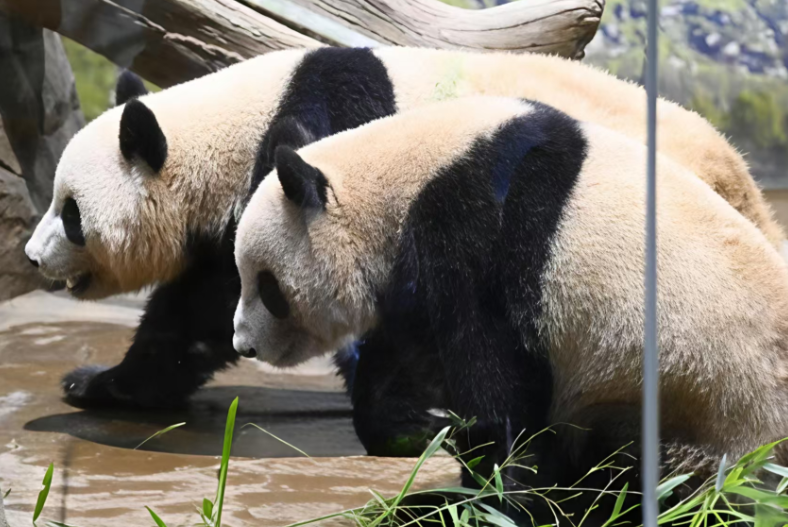 大熊猫双胞胎将离开上野动物园 日本将迎来“无熊猫”时代 大熊猫双胞胎将离开上野动物园 日本将迎来“无熊猫”时代