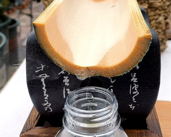 竹沥的功效与作用有哪些 竹沥可以直接饮用吗