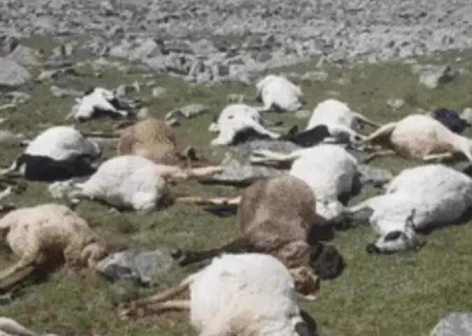 呼伦贝尔狼群夜袭羊圈！牧民回应200多只羊遭狼群夜袭死亡
