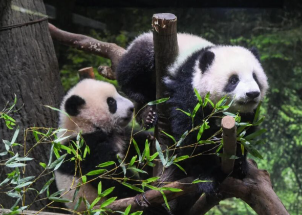 日本将迎来“无熊猫”时代 旅日大熊猫“晓晓”“蕾蕾”将于27日返华