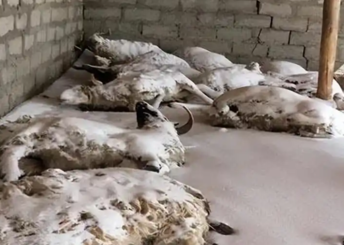 呼伦贝尔狼群夜袭羊圈！牧民回应200多只羊遭狼群夜袭死亡