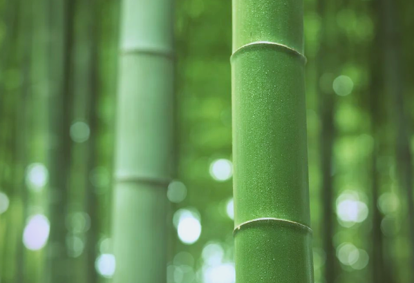 竹沥的功效与作用有哪些 竹沥可以直接饮用吗