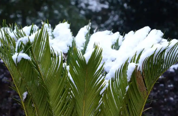 2026上海初雪已至!防风保暖 + 出行安全全攻略请查收 2026上海初雪已至!防风保暖 + 出行安全全攻略请查收