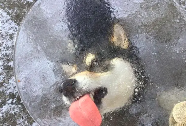 南方人哈尔滨舔冰块拔下后舌头流血，舌头被冻住正确应急处理方法2026