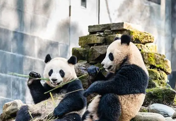 大熊猫双胞胎将离开上野动物园 日本将迎来“无熊猫”时代 大熊猫双胞胎将离开上野动物园 日本将迎来“无熊猫”时代
