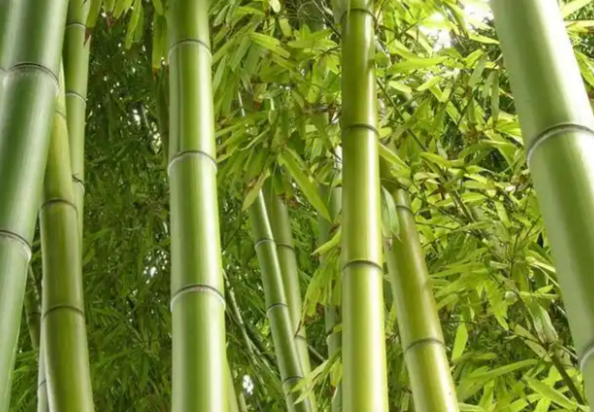 竹沥的功效与作用有哪些 竹沥可以直接饮用吗