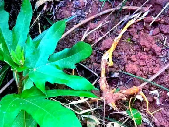 五爪龙草药功效作用有哪些 五爪龙草药可以给儿童服用吗