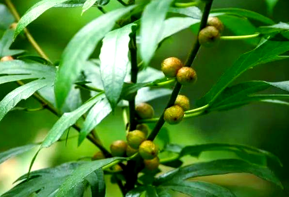 五爪龙草药功效作用有哪些 五爪龙草药可以给儿童服用吗