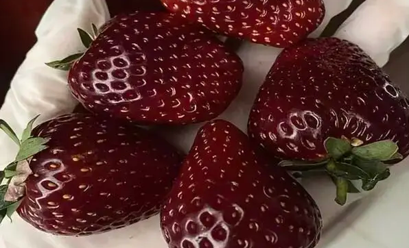 一斤售价300多元的黑草莓走红 黑草莓与普通草莓有什么区别