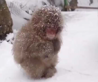幼时“孙悟空”网爆百万人围观！雪山中偶遇幼时“孙悟空”