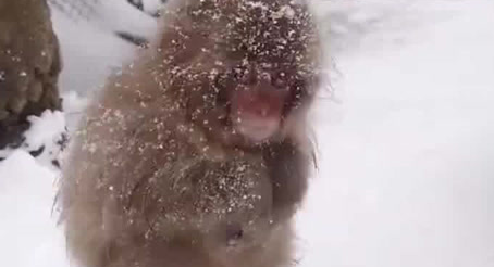 幼时“孙悟空”网爆百万人围观！雪山中偶遇幼时“孙悟空”