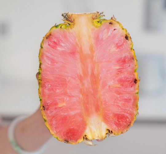 800元一颗的粉菠萝半月售出近100件 哥斯达黎加品种粉色菠萝有什么特别之处