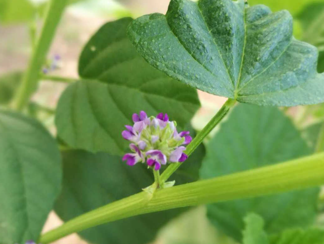 补骨脂的4大功效与作用是啥?补骨脂的副作用和禁忌有哪些?