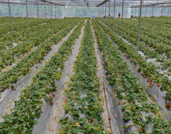 10元草莓和300元草莓有什么区别 黑草莓其富含花青素和类黄酮 10元草莓和300元草莓有什么区别 黑草莓其富含花青素和类黄酮