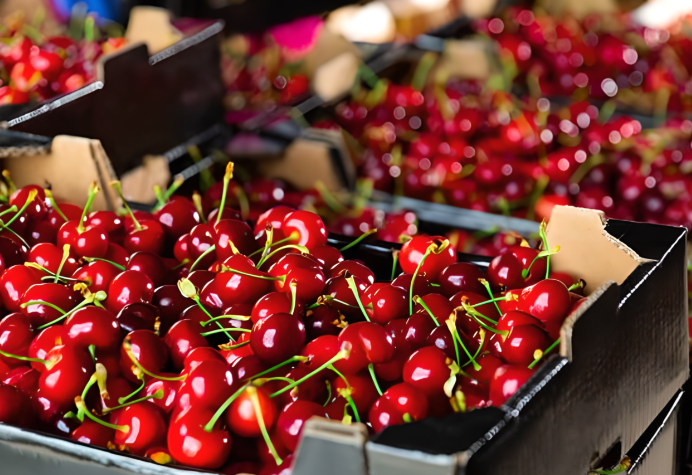 智利车厘子因园区大面积被烧!春节前“车厘子自由”要泡汤? 智利车厘子因园区大面积被烧!春节前“车厘子自由”要泡汤?
