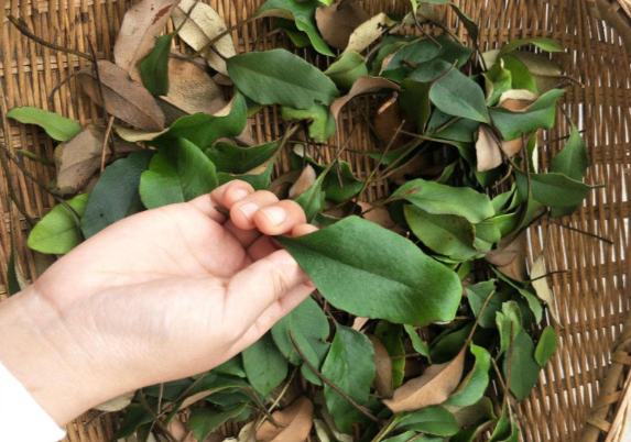 石韦草的功效作用有哪些 儿童可以服用含有石韦草的中药吗