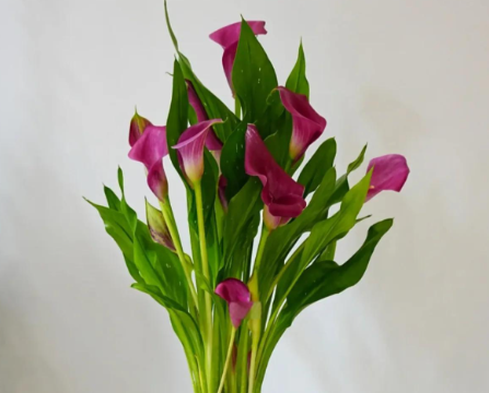 马年“本命花”马蹄莲C位出道！马蹄莲花的花语是什么？