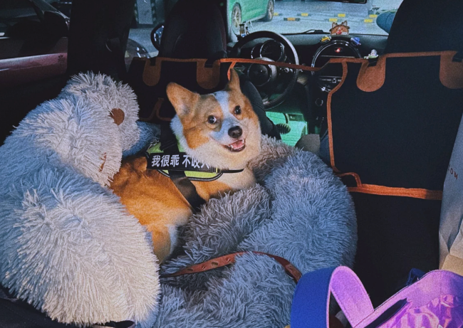 春节“带宠回家”成常态？2026年宠物友好交通与住宿调查！