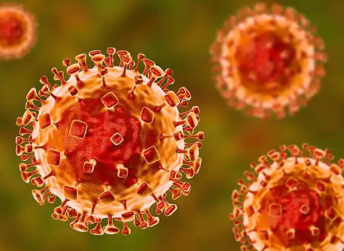 印度暴发尼帕病毒疫情,尼帕病毒感染死亡率可达40%以上 印度暴发尼帕病毒疫情,尼帕病毒感染死亡率可达40%以上