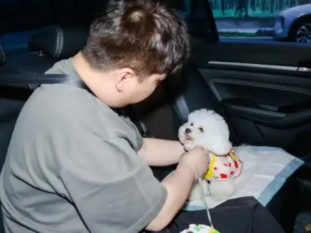 春节“带宠回家”成常态？2026年宠物友好交通与住宿调查！